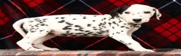 Dalmatian dogs for sale: Bella - Ad 6