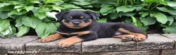 Rottweiler dogs for sale: Marshall - Ad 2