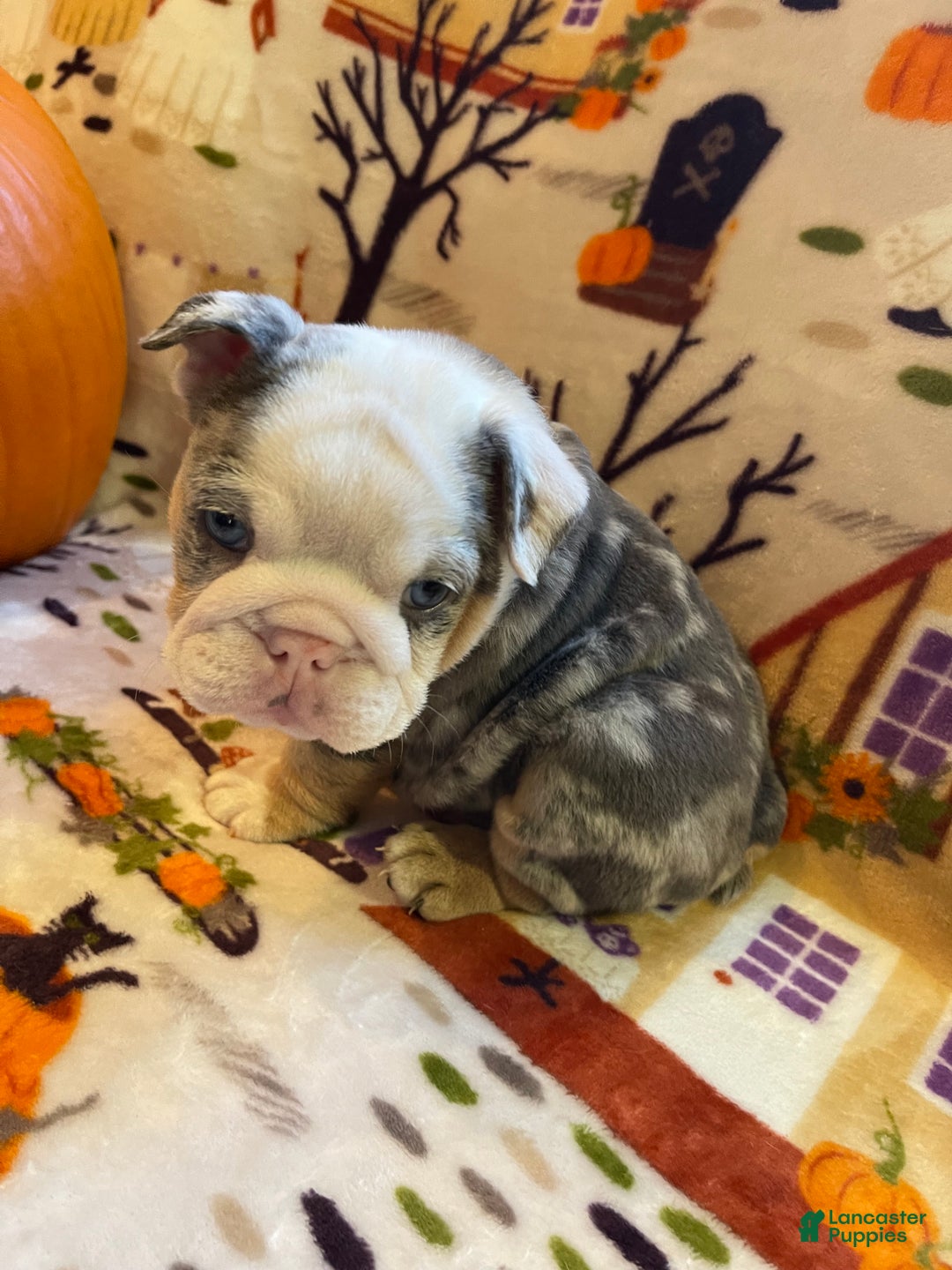 English Bulldog dogs for sale: English Bulldog Puppy 5 - Ad 7