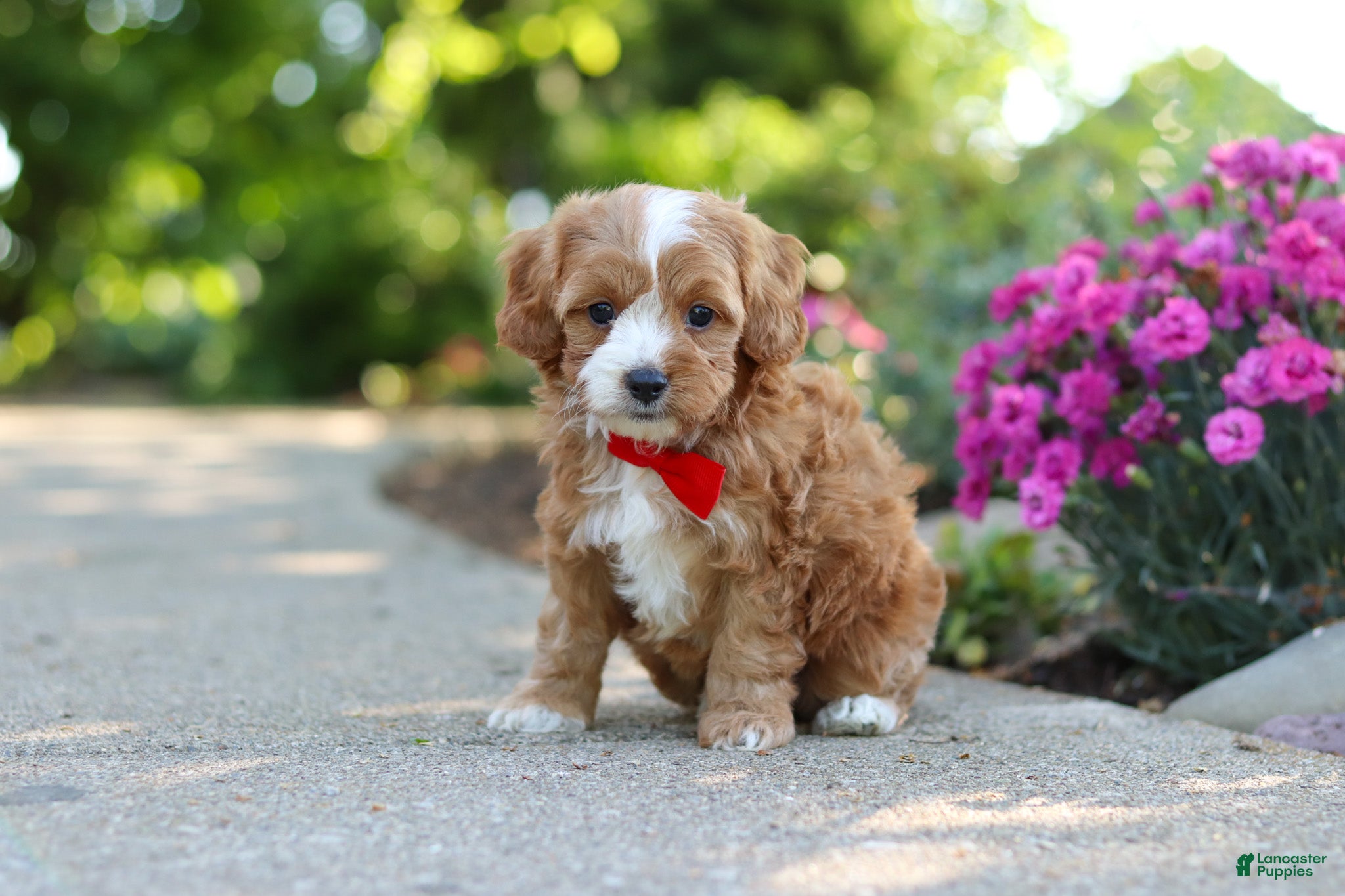 Cavapoo dogs for sale: Harley - Ad 5