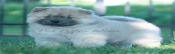 Chow Chow dogs for sale: Vision - Ad 3