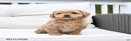 Mixed Breed dogs for sale: Peaches - Ad 3