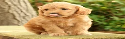 Mini Goldendoodle dogs for sale: Maizey - Ad 5