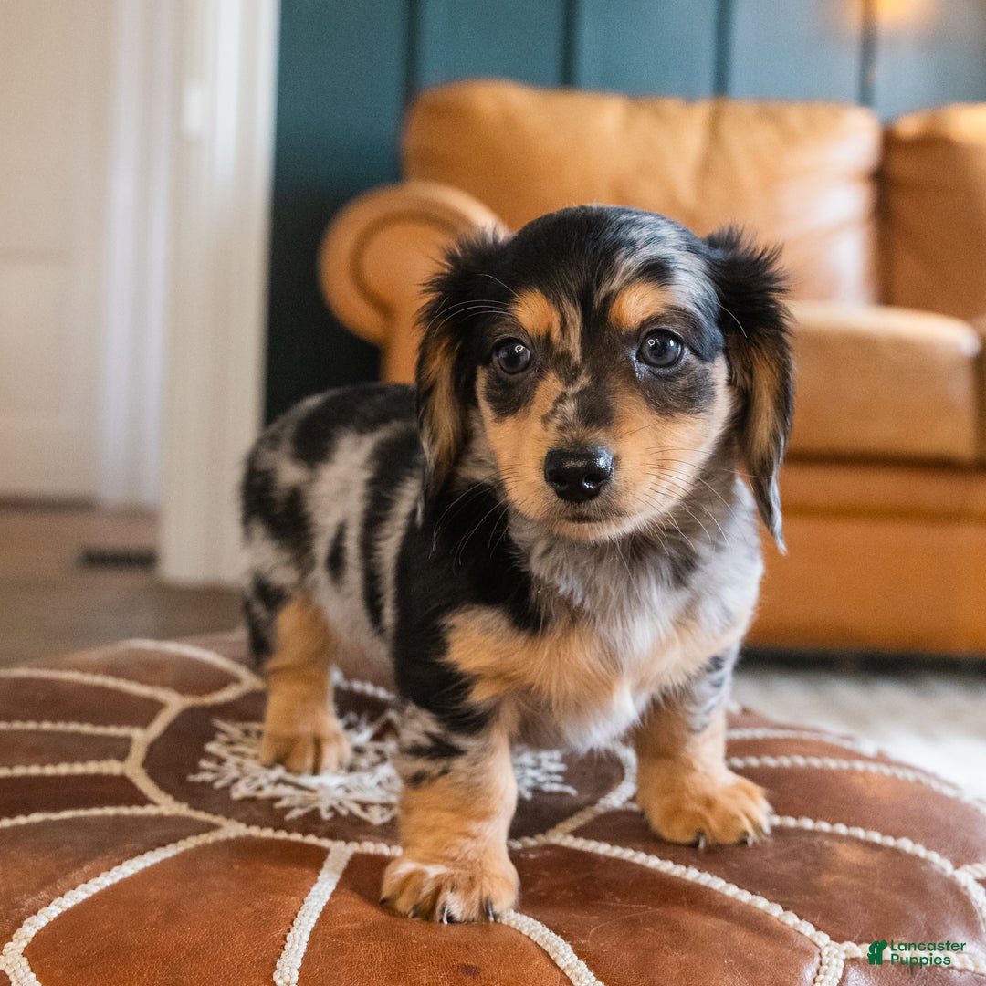 Dachshund dogs for sale: Dash - CHRISTMAS PUPPY! - Ad 6