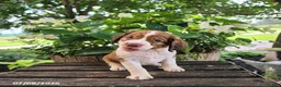 English Springer Spaniel dogs for sale: Hazel - Ad 4