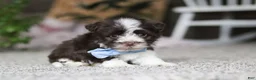 Havanese dogs for sale: Cole  - Ad 3