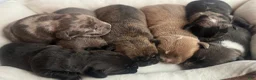 American Bully dogs for sale: American Bully 3 - Ad 9