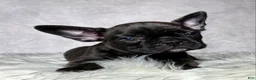 Frenchton dogs for sale: Miss Luna - Ad 5