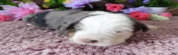 Mini Bernedoodle dogs for sale: #3 Female (Splash's) - Ad 2