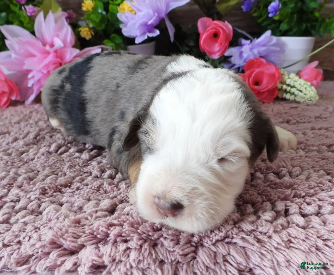 Mini Bernedoodle dogs for sale: #3 Female (Splash's) - Ad 2