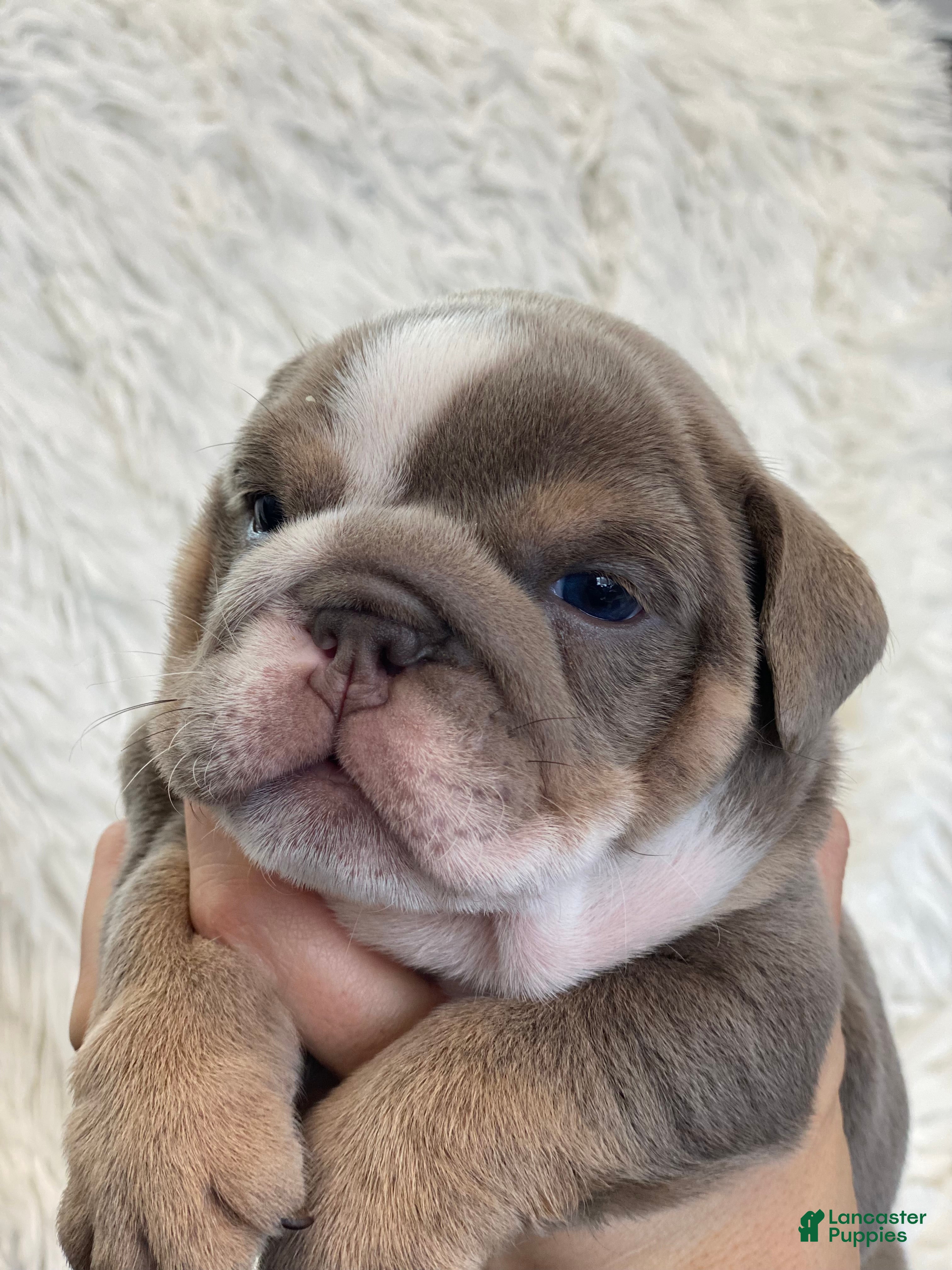 English Bulldog dogs Elvis - Ad 36