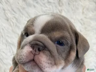 English Bulldog dogs Elvis - Ad 36