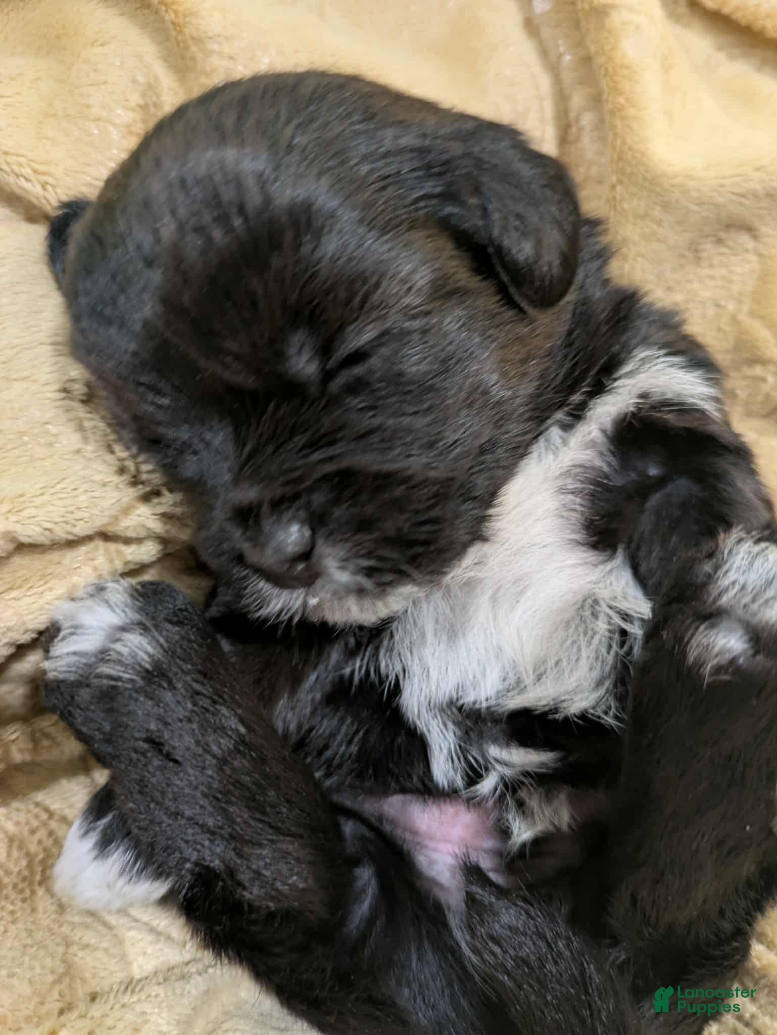 Mixed Breed dogs Mixed Breed Puppy 2 - Ad 35