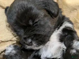 Mixed Breed dogs Mixed Breed Puppy 2 - Ad 35