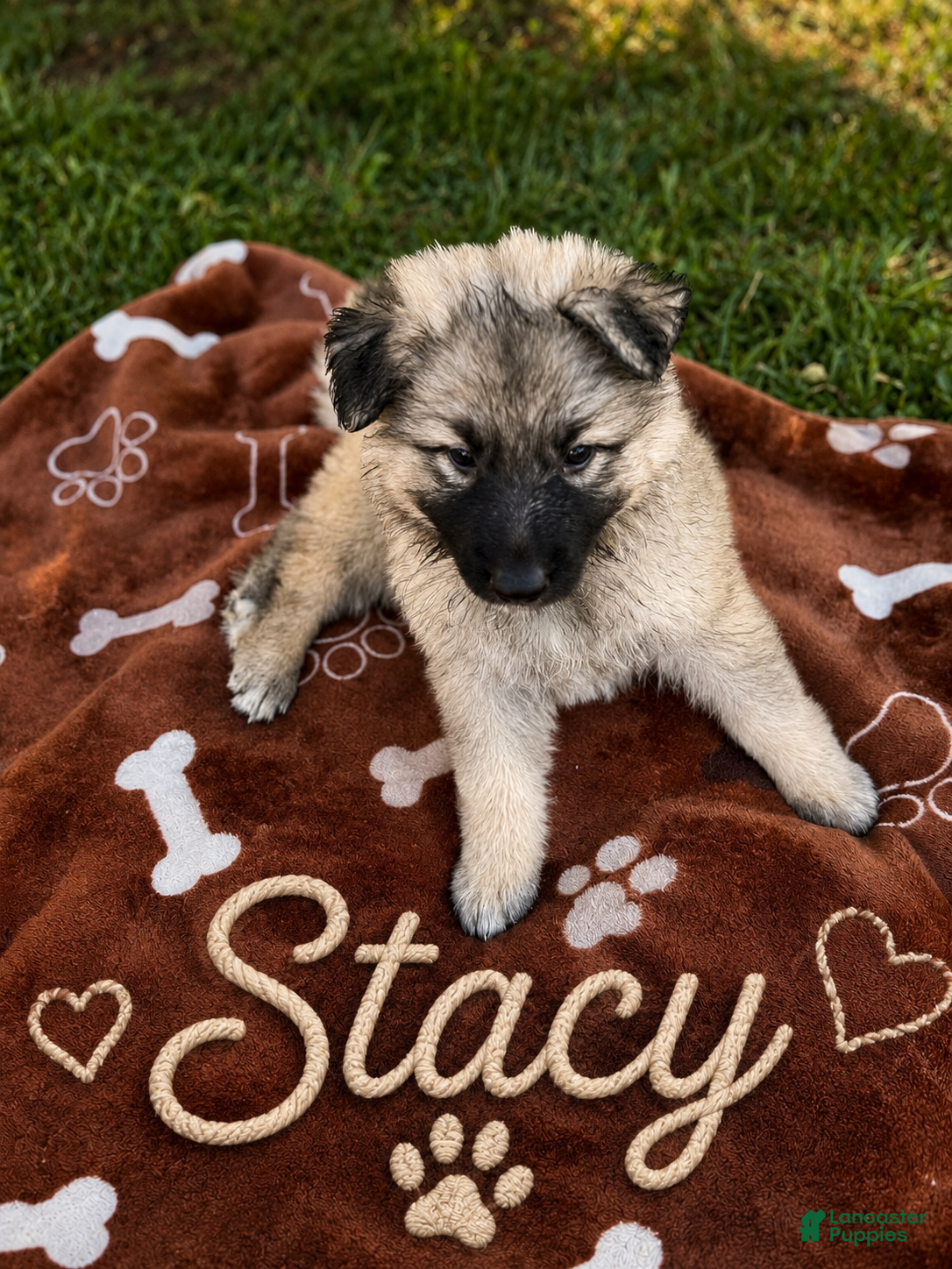 German Shepherd dogs Stacy long coat silver sable  - Ad 1