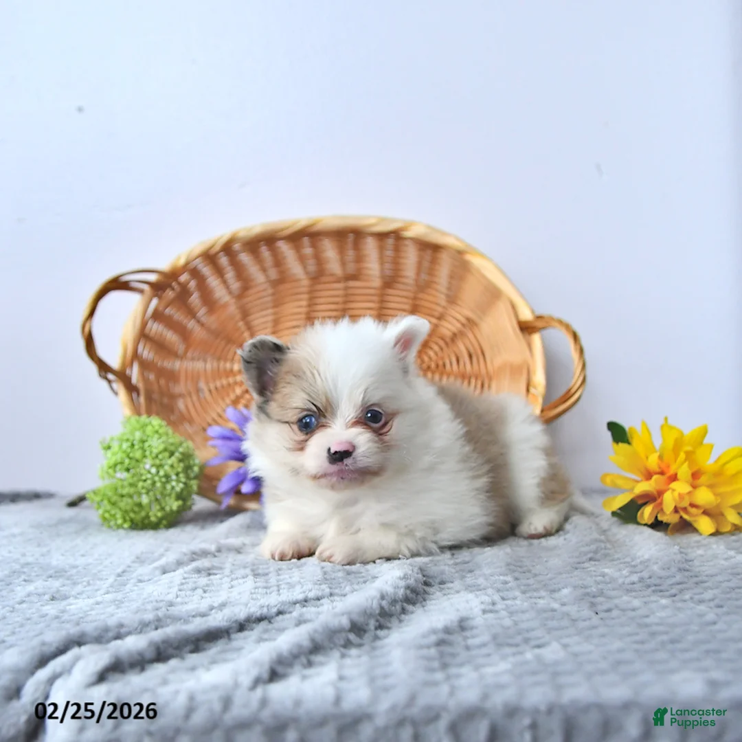 Pomeranian dogs for sale: Ruby - Ad 2