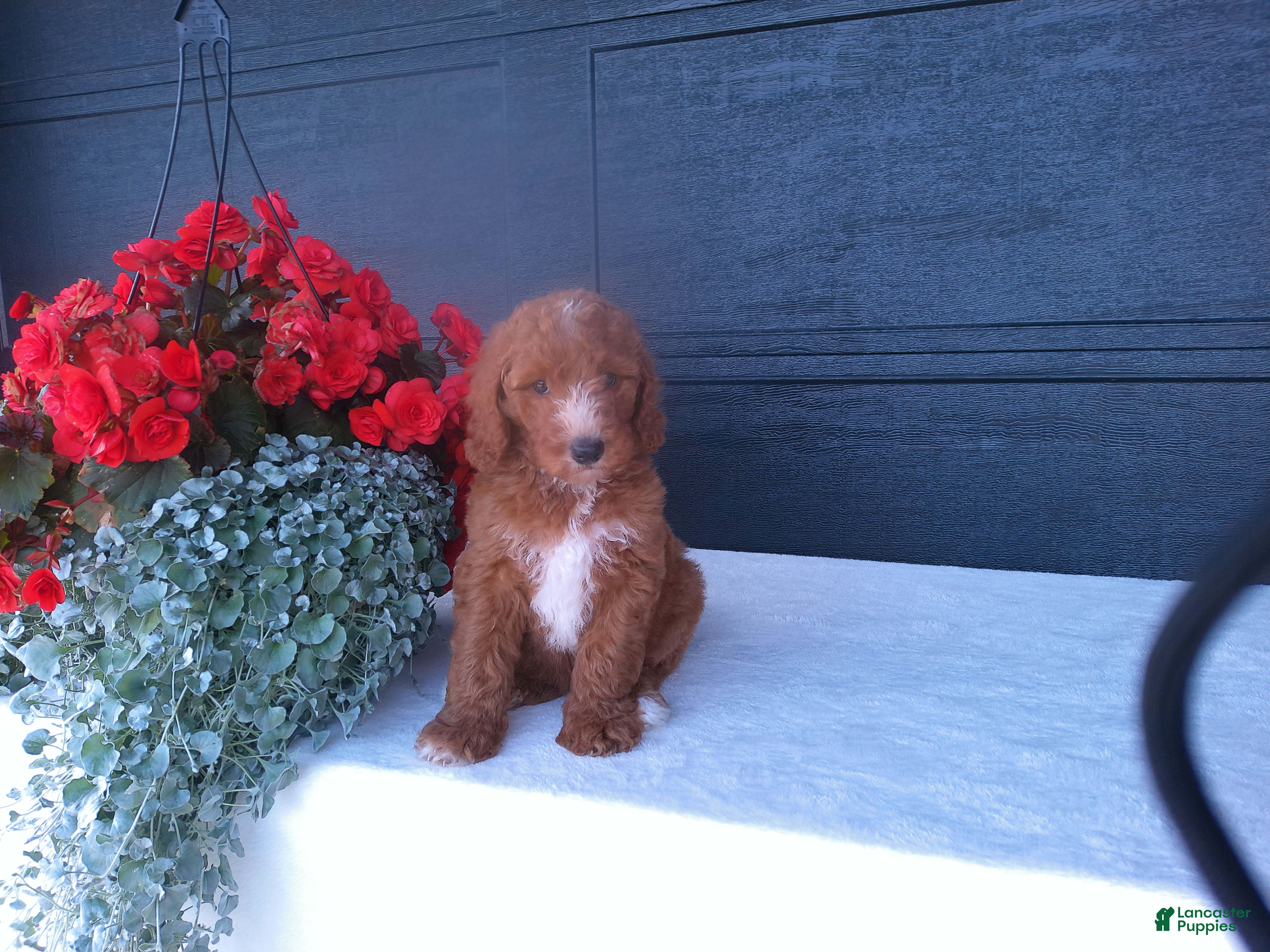 Goldendoodle dogs Buddy  - Ad 1