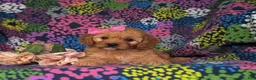 Cavapoo dogs for sale: Tootsie - Ad 7