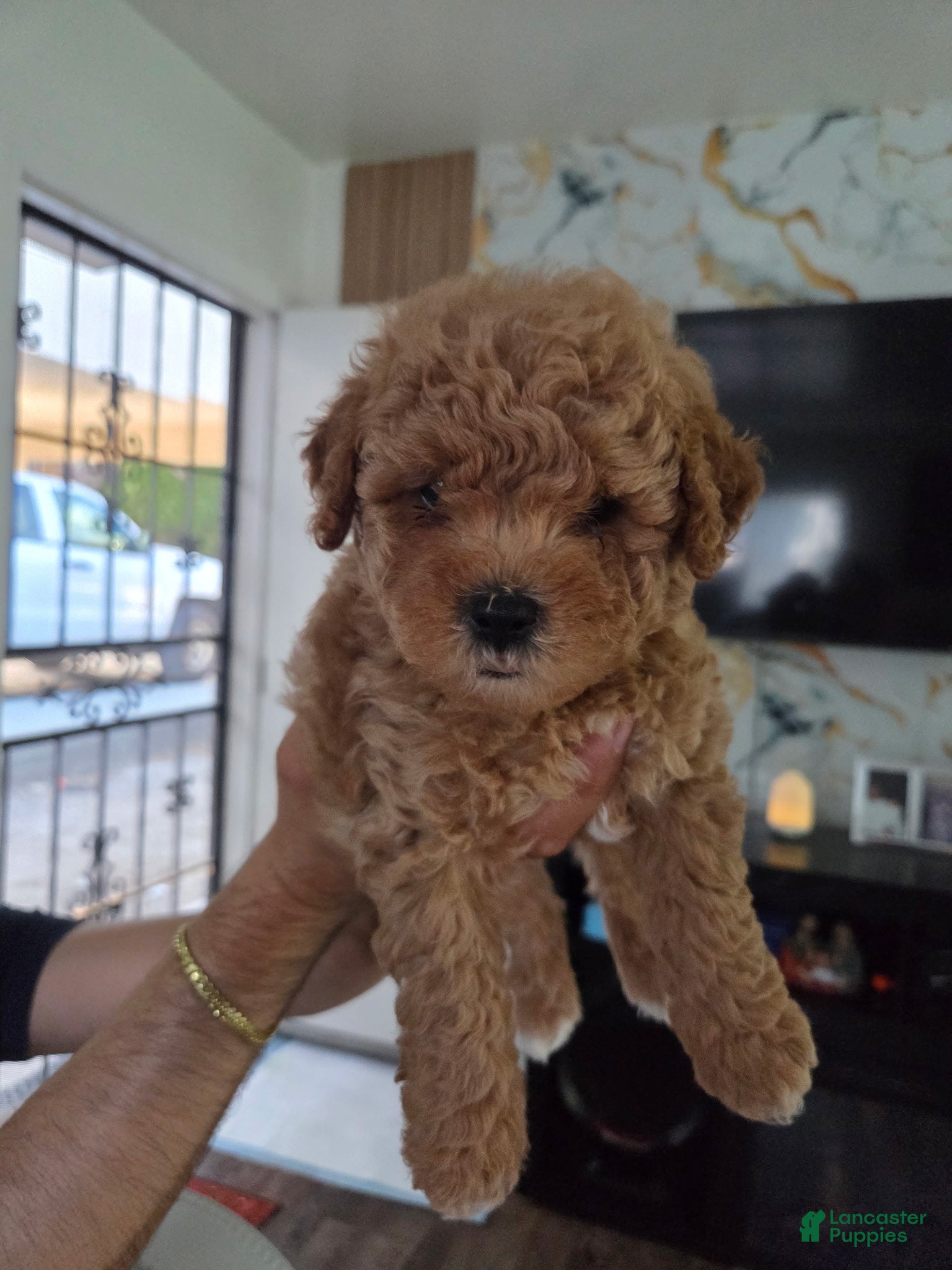 Miniature Poodle dogs Miniature Poodle Puppy 2 - Ad 3