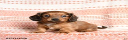 Miniature Dachshund dogs for sale: Kujo - Ad 5