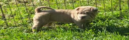 Shar Pei dogs for sale: Lyla - Ad 16