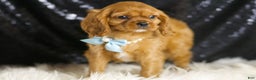 Cavalier King Charles Spaniel dogs for sale: Charmer - Ad 2