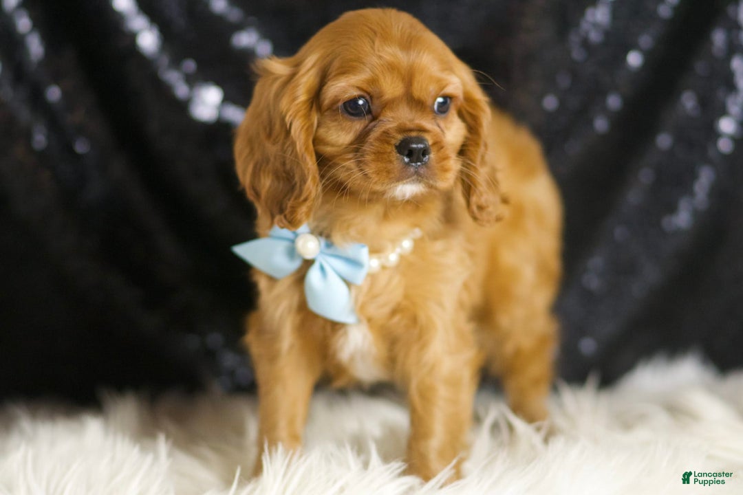 Cavalier King Charles Spaniel dogs for sale: Charmer - Ad 2