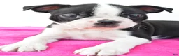 Boston Terrier dogs for sale: Raven - Ad 8
