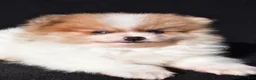 Pomeranian dogs for sale: Indie - Ad 4