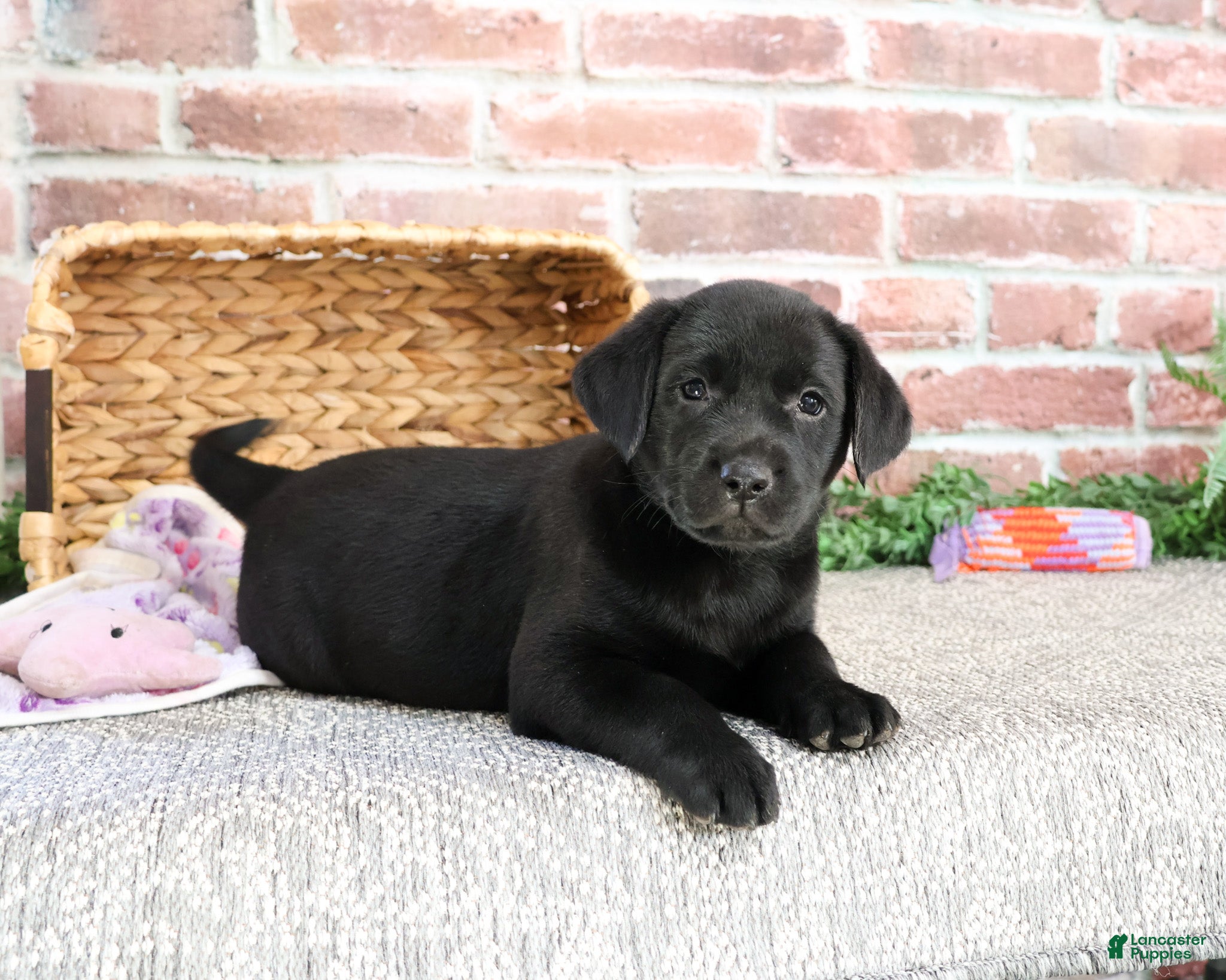 Labrador Retriever dogs Leah - Ad 32