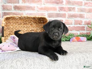 Labrador Retriever dogs Leah - Ad 28
