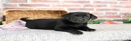Labrador Retriever dogs for sale: Leah - Ad 5