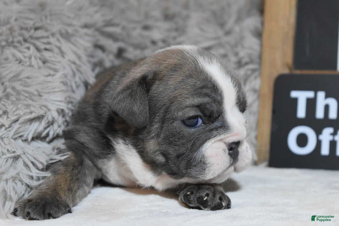 English Bulldog dogs for sale: Pam - Ad 3