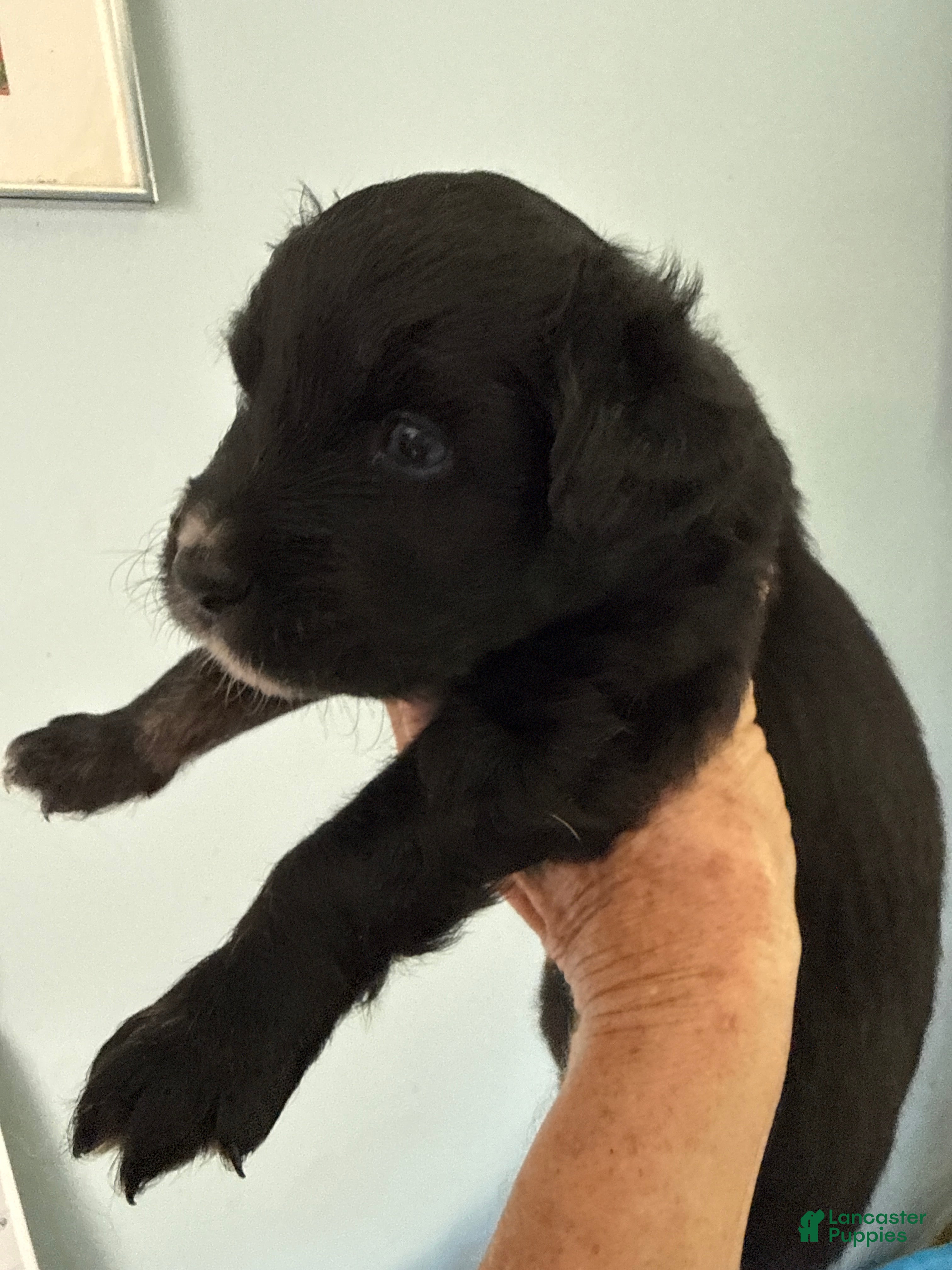 Mixed Breed dogs for sale: Pete - Ad 2