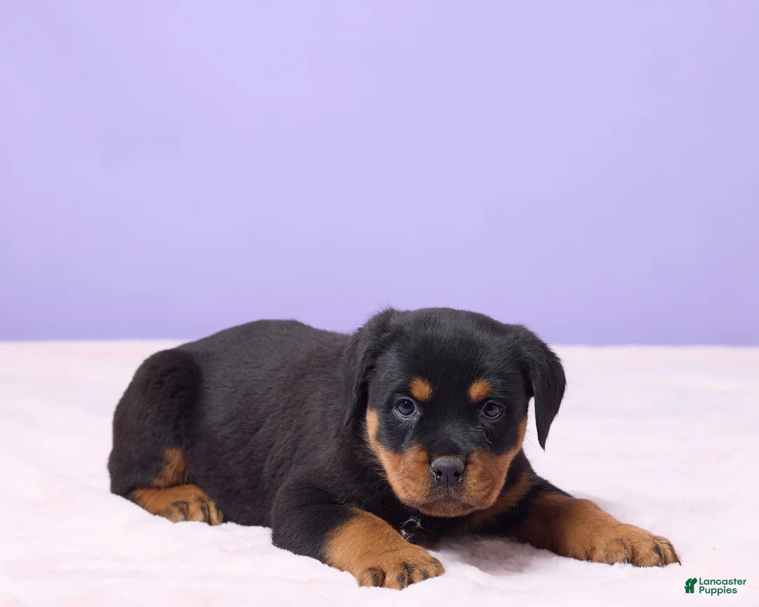 Rottweiler dogs for sale: Isaac - Ad 3