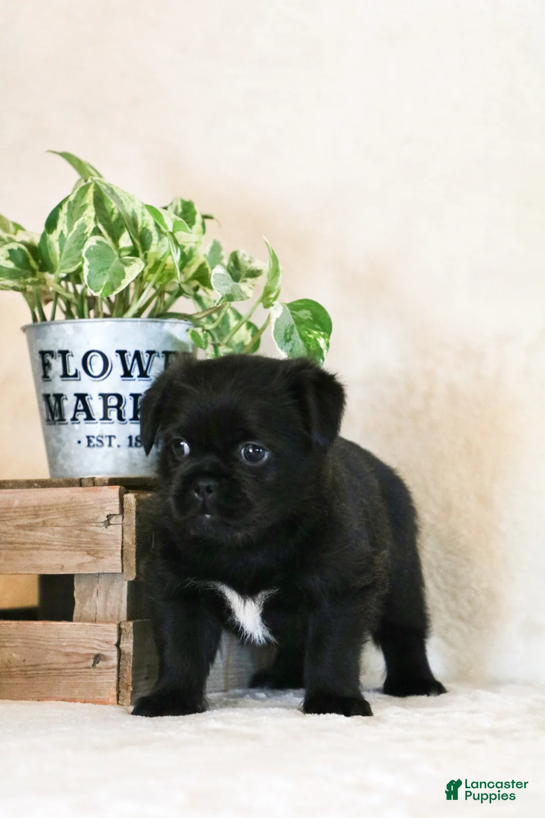 Mixed Breed dogs for sale: leo - Ad 2