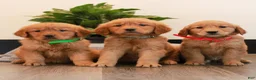 Golden Retriever dogs for sale: Jewel  - Ad 5