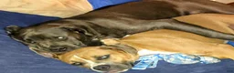 American Bully dogs for sale: American Bully Puppy 4 - Ad 8