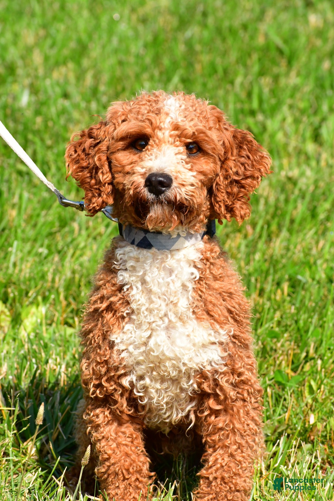 Cavapoo dogs for sale: Parker - Ad 10