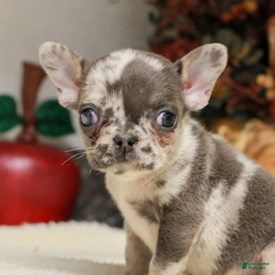 French Bulldog dogs for sale: Rose  - Ad 1