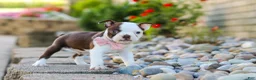 Boston Terrier dogs for sale: Sammy - Ad 4