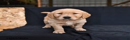 Golden Retriever dogs for sale: Ryker  - Ad 3