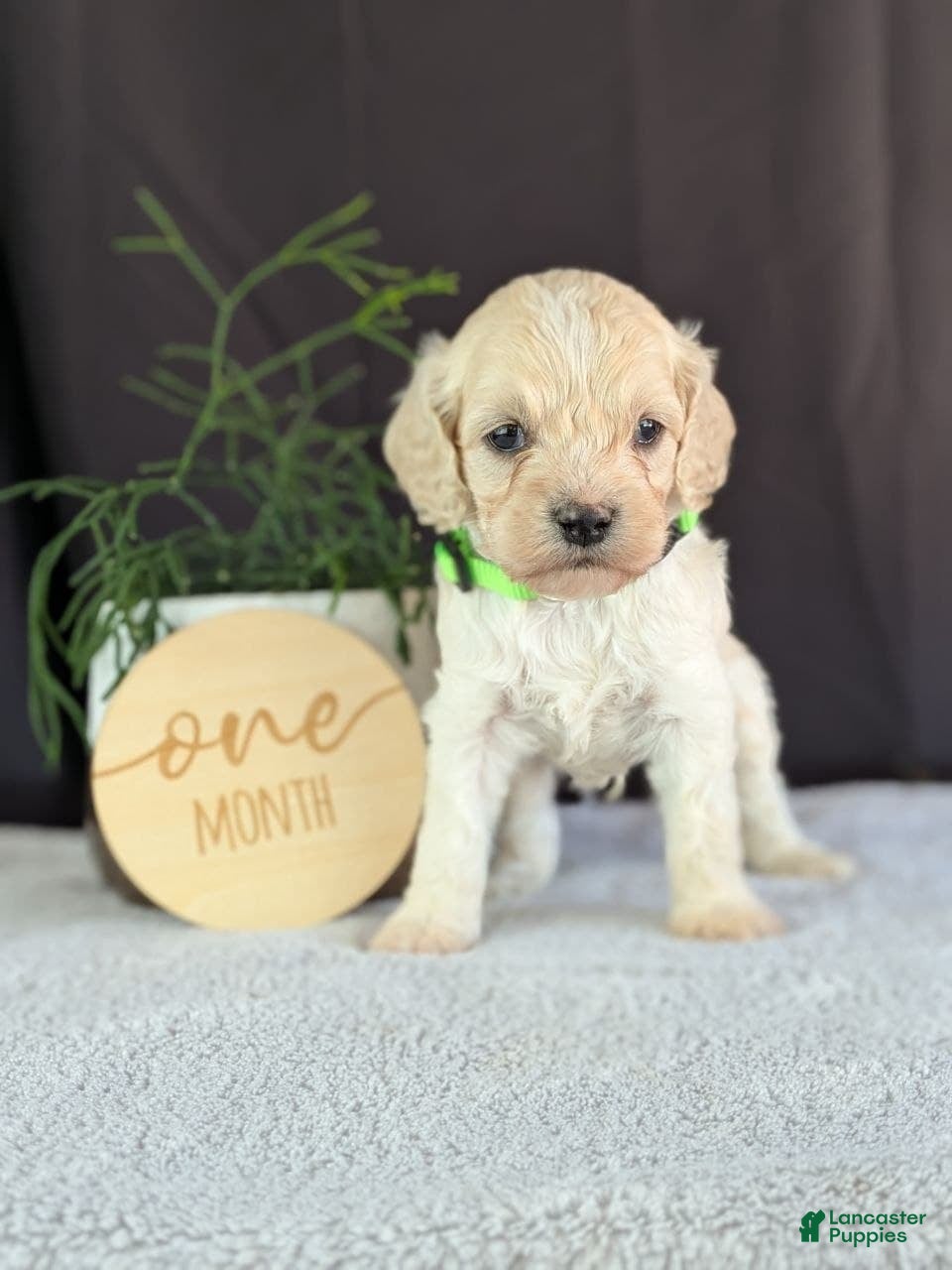 Cockapoo dogs Alfie - Ad 2