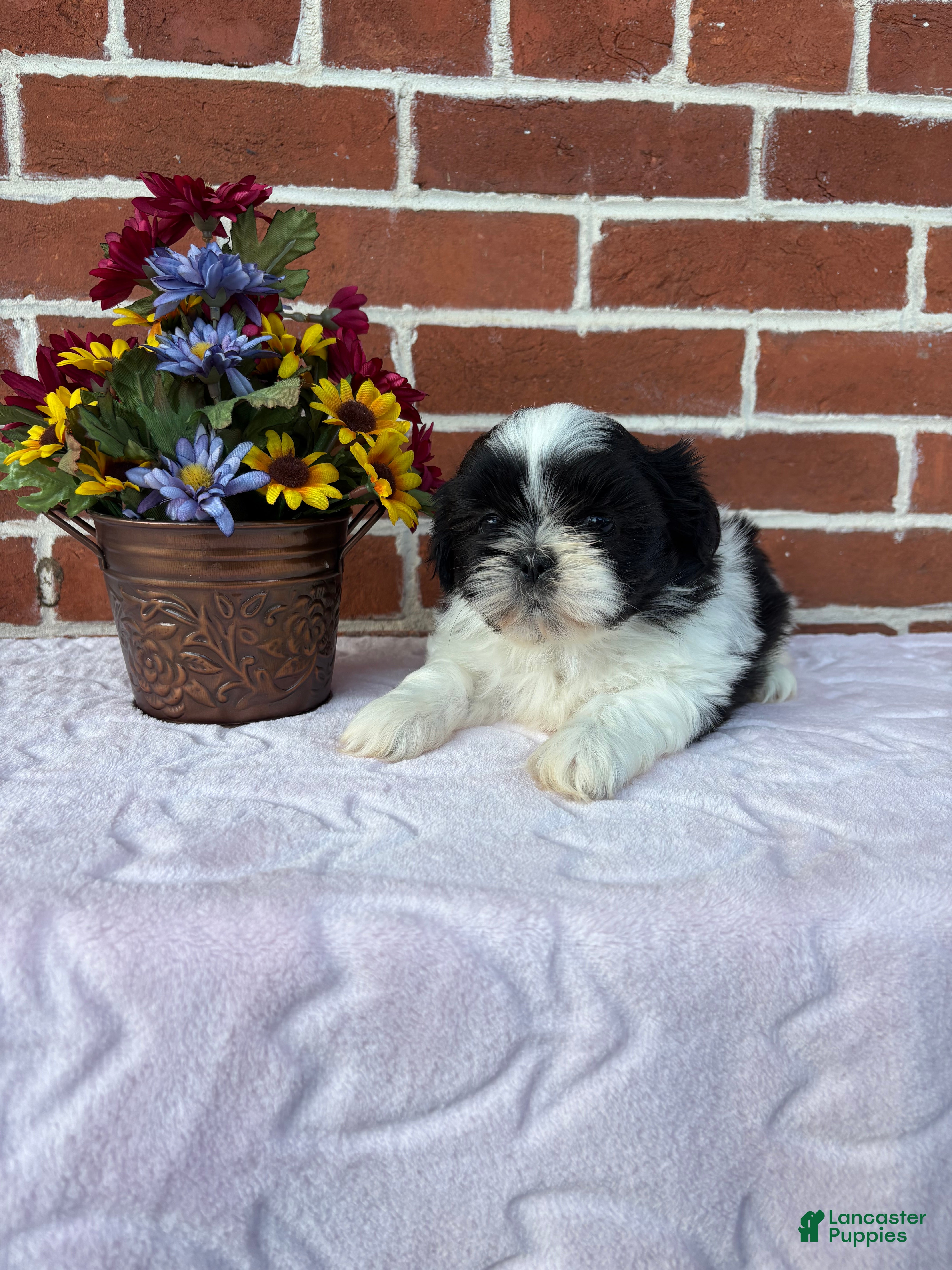 Shih Tzu dogs Winnie - Ad 1