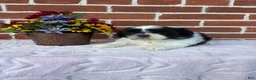 Shih Tzu dogs for sale: Winnie - Ad 3