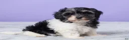 Maltipoo dogs for sale: Hudson - Ad 2