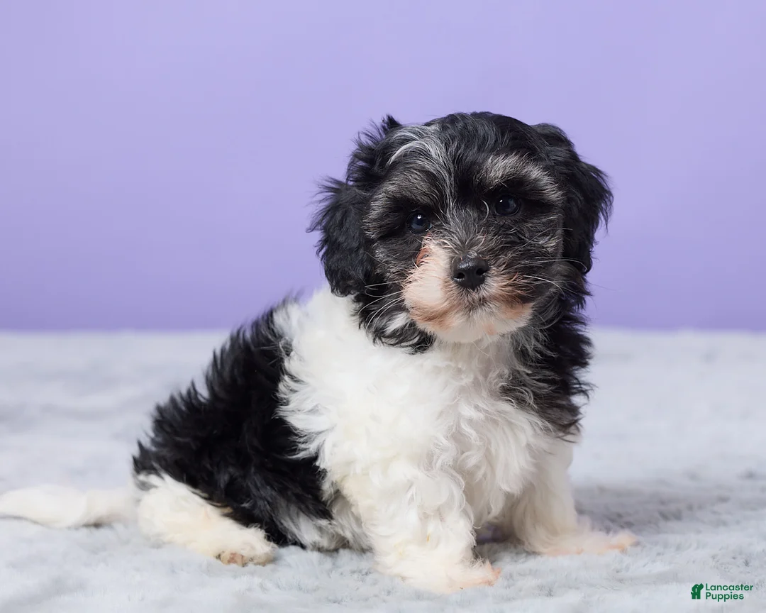 Maltipoo dogs for sale: Hudson - Ad 2