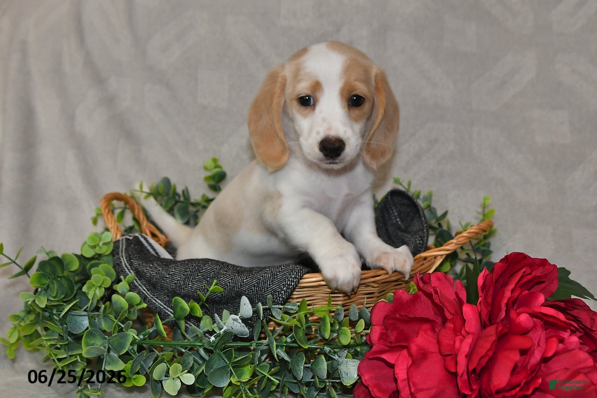 Dachshund dogs Ellie - Ad 2