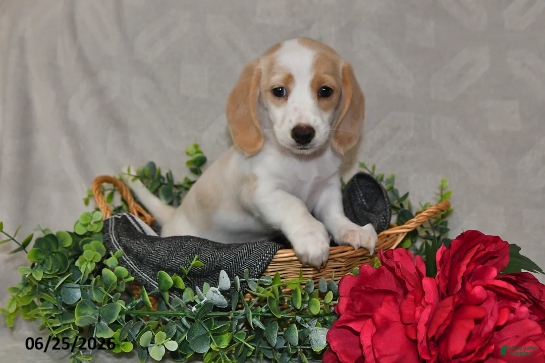 Dachshund dogs for sale: Ellie - Ad 2