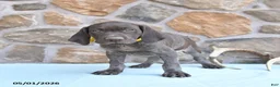 German Shorthaired Pointer dogs for sale: Fran  - Ad 3